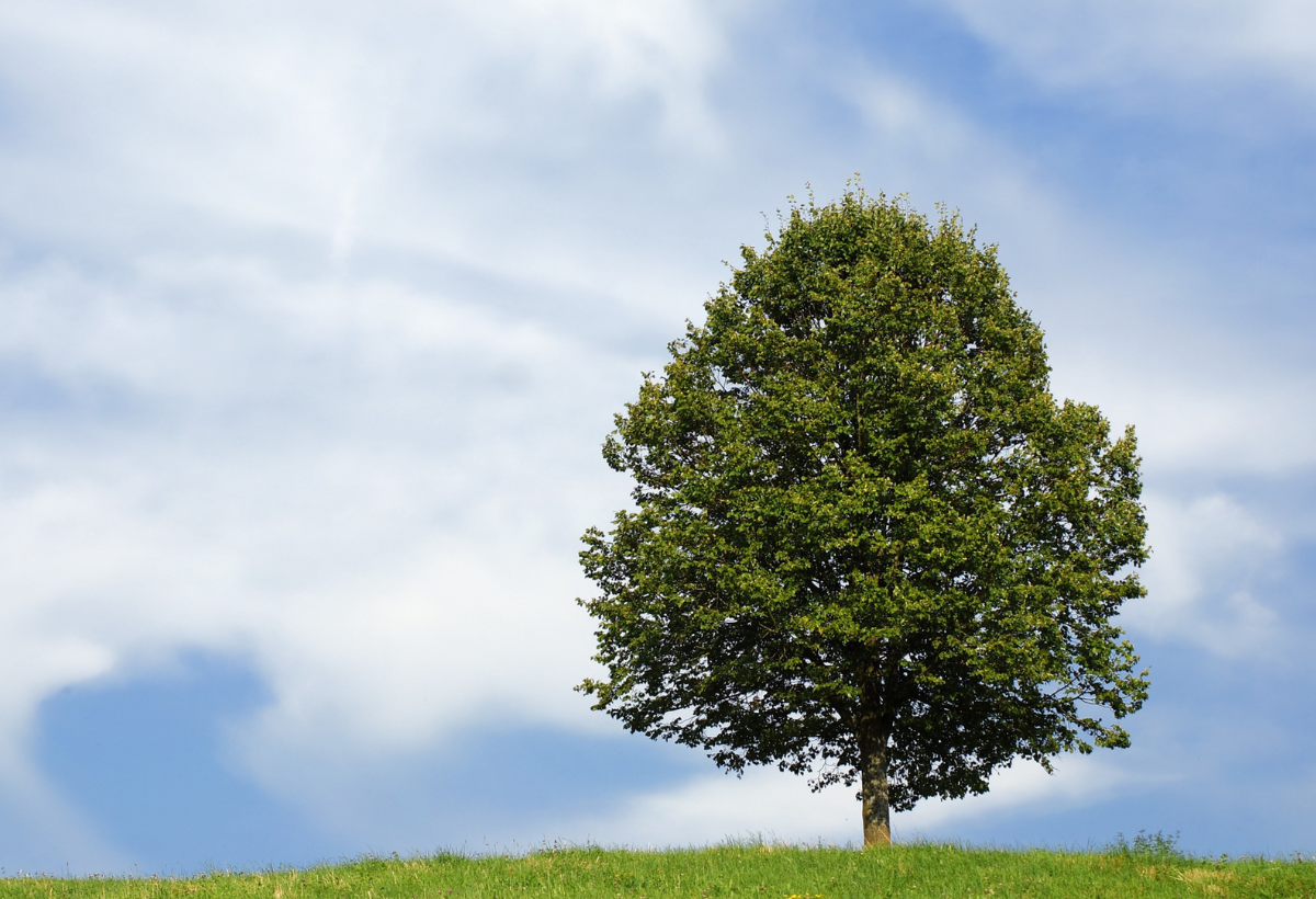 Foto árbol Pasoatres 1200px x 820px